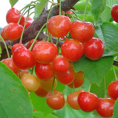 Черешня Брянская Розовая